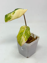 Load image into Gallery viewer, Philodendron Gloriosum Variegated E