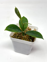 Load image into Gallery viewer, Hoya Magnifica