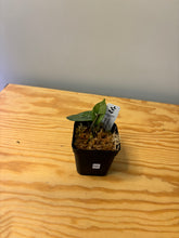 Load image into Gallery viewer, 234. Hoya Carnosa Oval Splash