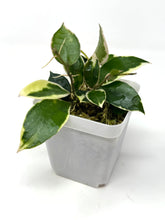 Load image into Gallery viewer, Hoya Lacunosa ‘Asami’