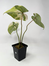 Load image into Gallery viewer, Philodendron Gloriosum Variegated C