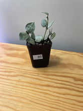 Load image into Gallery viewer, 85. Lacunosa Super Silver