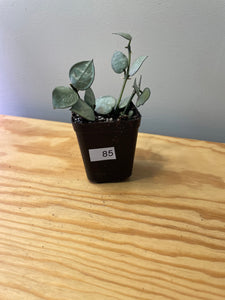 85. Lacunosa Super Silver