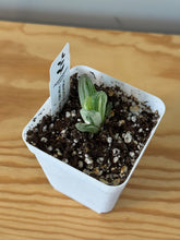 Load image into Gallery viewer, 163. Haworthia Hanabi Variegated