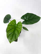 Load image into Gallery viewer, Alocasia Lukiwan