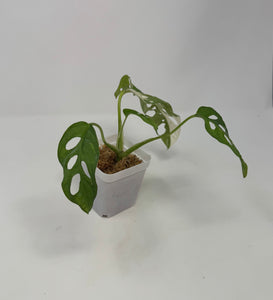 Monstera Adansonii Variegated D