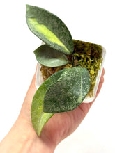 Load image into Gallery viewer, Hoya Carnosa ‘Argentea Princess’ G