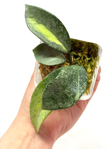 Hoya Carnosa ‘Argentea Princess’ G