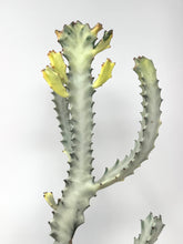 Load image into Gallery viewer, Euphorbia Lactea ‘White Ghost’ (large size) (Ships within Canada only)