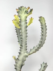 Euphorbia Lactea ‘White Ghost’ (large size) (Ships within Canada only)
