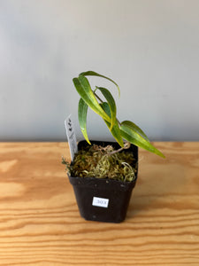 303. Hoya Leucantha