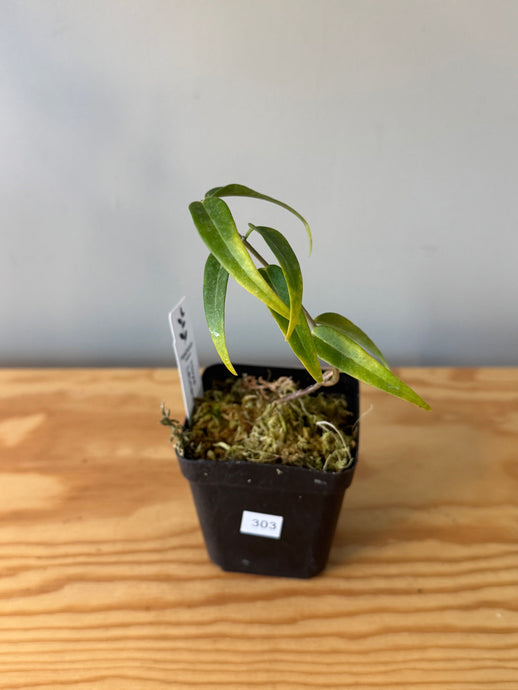 303. Hoya Leucantha