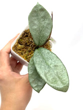 Load image into Gallery viewer, Hoya Carnosa ‘Nova Ghost’