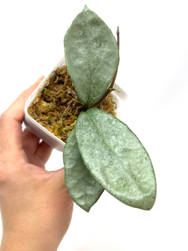 Hoya Carnosa ‘Nova Ghost’