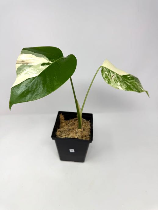 Monstera Deliciosa Albo Variegated M