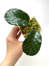 Load image into Gallery viewer, Hoya Villosa