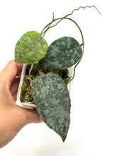 Load image into Gallery viewer, Hoya Caudata Silver Ghost
