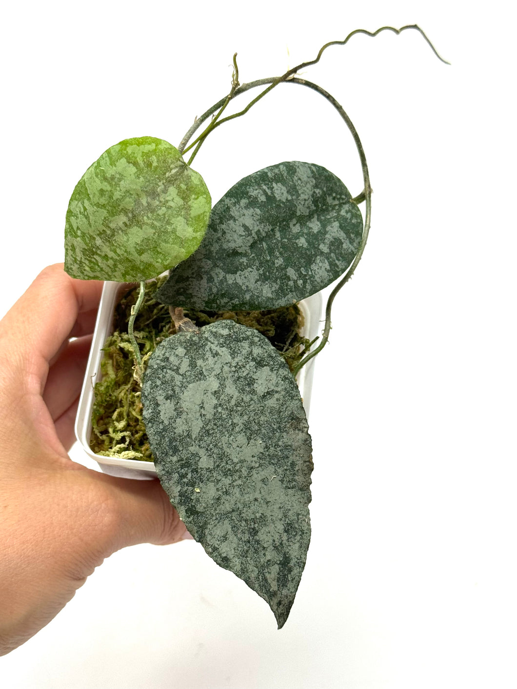 Hoya Caudata Silver Ghost