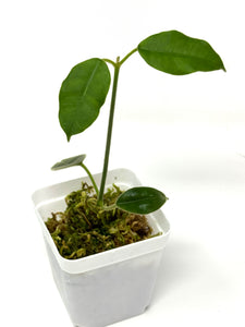 Hoya Lauterbachii