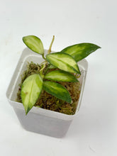 Load image into Gallery viewer, Hoya Walliniana Variegated
