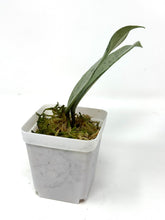 Load image into Gallery viewer, Hoya Pubicalyx Pink Silver Ghost E