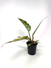 Load image into Gallery viewer, Philodendron Caramel Marble 4”