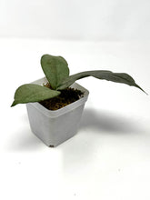 Load image into Gallery viewer, Hoya Mitrata Silver D