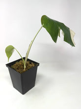 Load image into Gallery viewer, Monstera Deliciosa Albo Variegated H