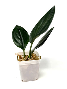 Scindapsus Treubii Dark Form