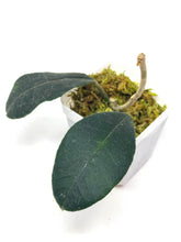 Load image into Gallery viewer, Hoya Hamiltoniorum