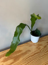 Load image into Gallery viewer, 306. Epiphyllum Oxypetalum ‘Queen of the Night Cactus’(Ships within Canada only)