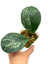 Load image into Gallery viewer, Hoya Obovata Splash