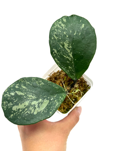 Hoya Obovata Splash