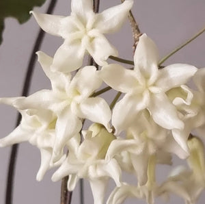 Hoya Versteegii