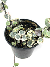 Load image into Gallery viewer, Ceropegia Woodii “String of Hearts” Variegated (trellised)