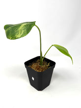 Load image into Gallery viewer, Monstera Deliciosa Aurea Variegated E
