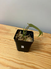 Load image into Gallery viewer, 43. Philodendron Distantilobum