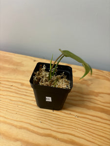 43. Philodendron Distantilobum