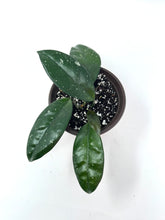 Load image into Gallery viewer, Hoya Carnosa (heirloom)