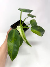 Load image into Gallery viewer, Philodendron Jose Buono