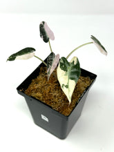 Load image into Gallery viewer, Alocasia Bambino Pink Variegated A