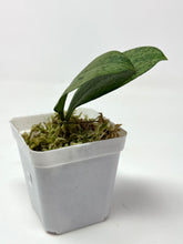 Load image into Gallery viewer, Hoya Meena Silver  (H. Crassipetiolata Splash x H. 'Michele') B