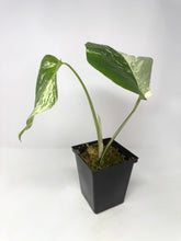 Load image into Gallery viewer, Monstera Deliciosa Albo Variegated B