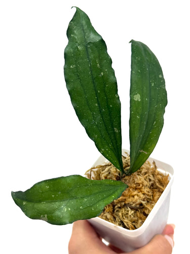 Hoya Erythrina