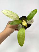 Load image into Gallery viewer, Philodendron Whipple Way D