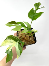 Load image into Gallery viewer, Rhaphidophora Tetrasperma Variegated