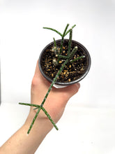 Load image into Gallery viewer, Rhipsalis Pilocarpa (Ships within Canada only)