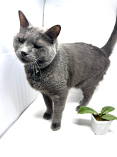 Load image into Gallery viewer, Hoya Mitrata Silver F