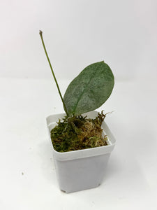 Hoya Mitrata Silver D