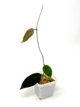 Load image into Gallery viewer, Hoya Piestolepis